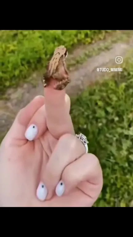 Лягушка прыгает с пальца