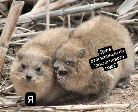Дела, отложенные на после Нового года