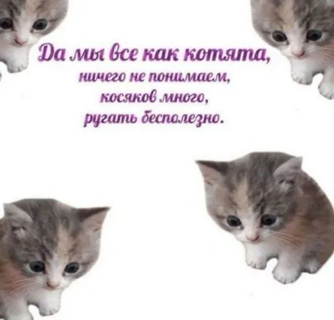 Мы все как котята