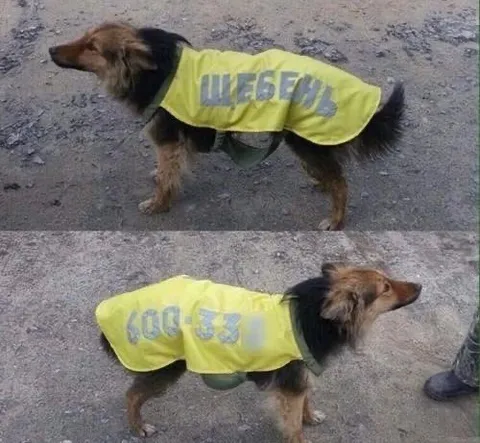 Собака в жилете Щебень