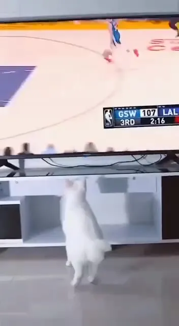 Кот болеет за спорт
