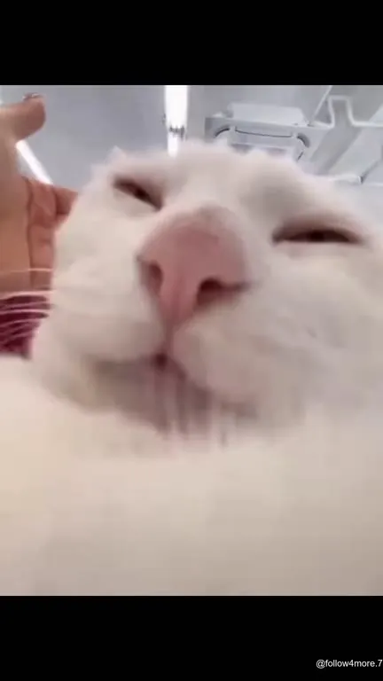Кот, который звучит как лошадь
