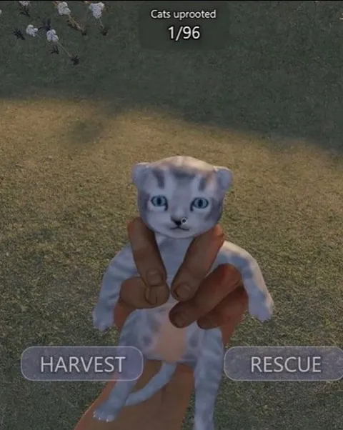 Cat Harvest or Rescue