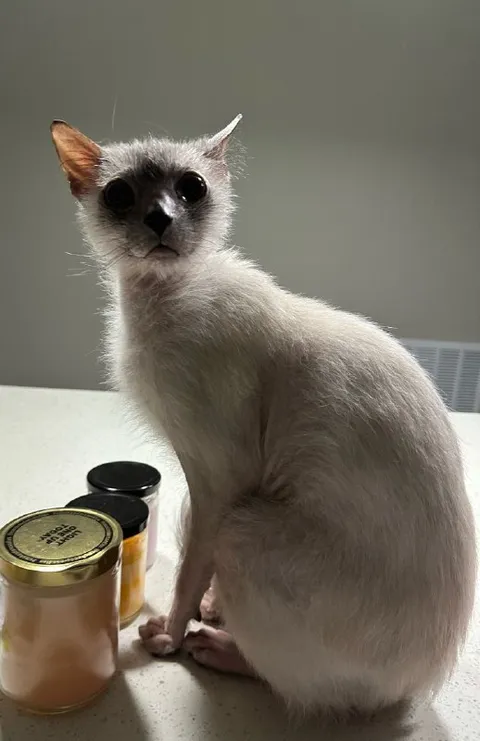 Кот с очень большими глазами