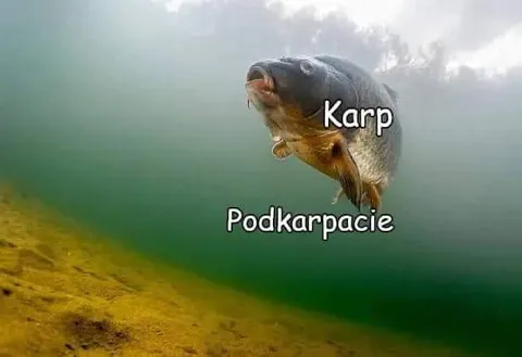 Karp z Podkarpacia