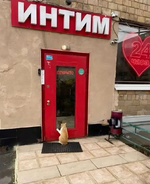 Кот у магазина интимных товаров