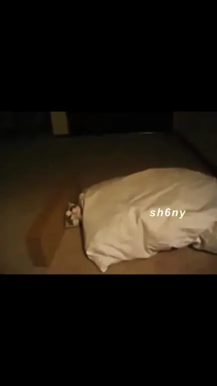 Cat Is Going to Sleep