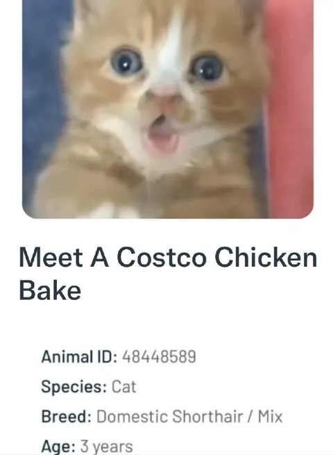 Meet a Costco Chicken Bake