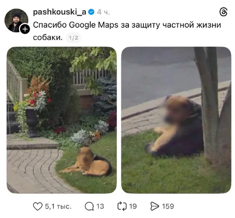 Google Maps защитил собаку