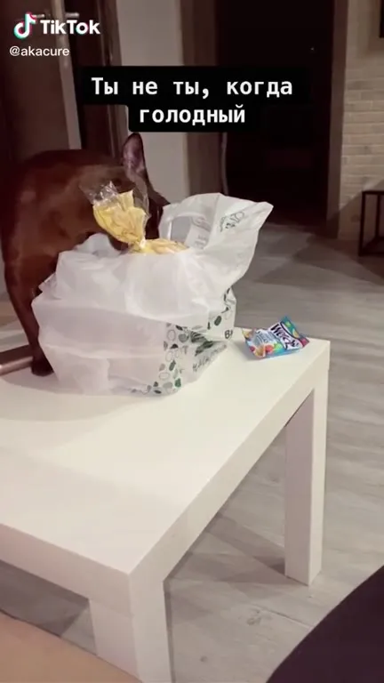 Кот ворует еду, когда голодный