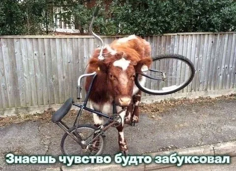 Бык застрял в велосипеде