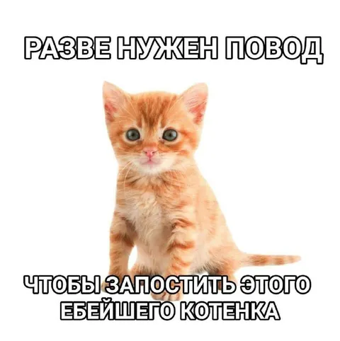 Разве нужен повод для котёнка