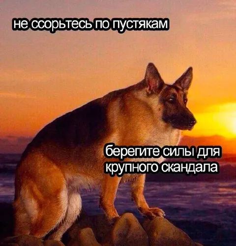 Берегите силы для скандала