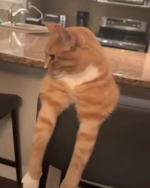 Кот встречает судьбу