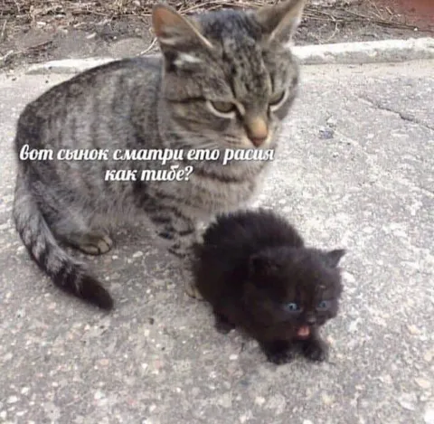 Кот смотрит на своё дитя