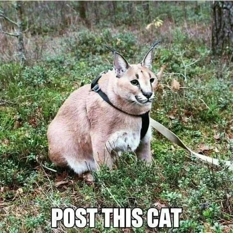 Post This Cat