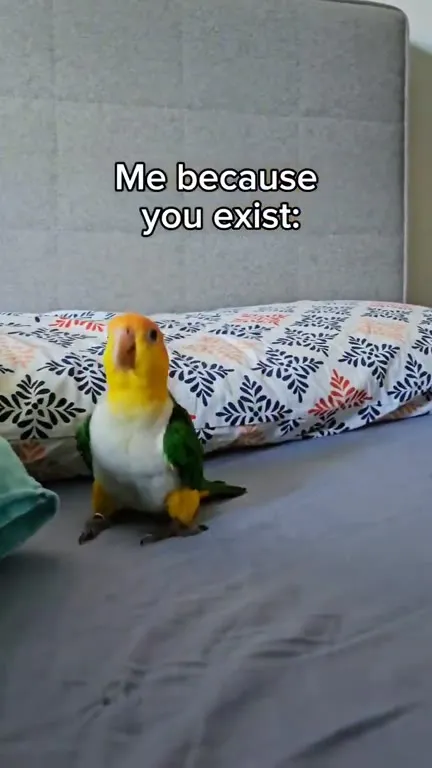 Parrot Runs Because You Exist