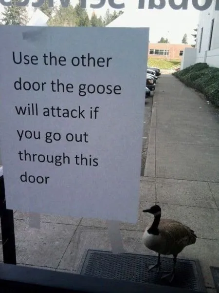 Goose Guards the Door
