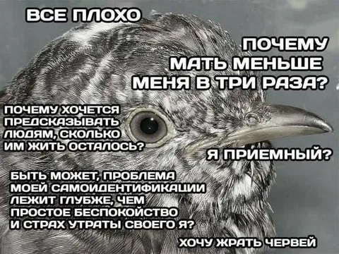 Птица думает о смысле жизни