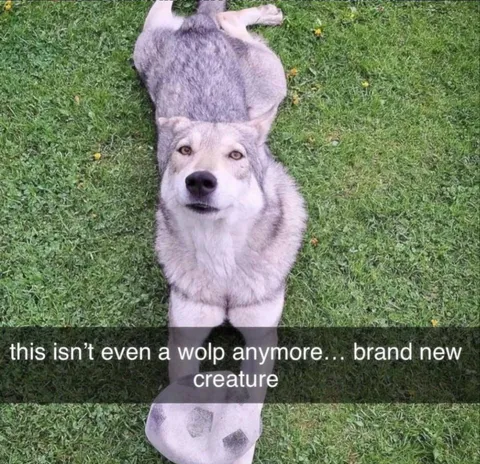 Brand New Creature Wolp