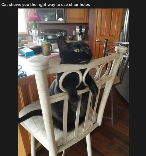 Cat using chair holes