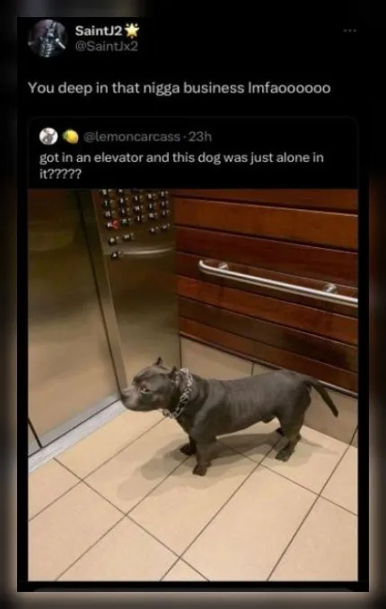 Dog Alone in the Elevator