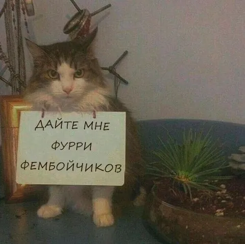 Кот просит фурри фембойчиков