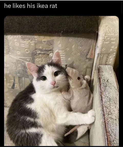 Cat Likes His IKEA Rat