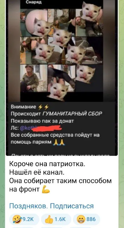 Патриотичная кошка собирает донаты
