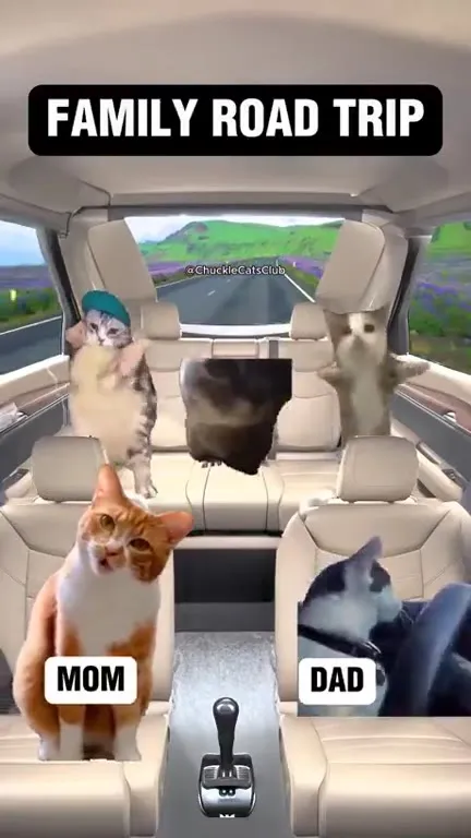 Family Road Trip Cats