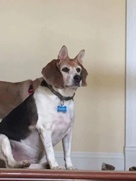 Daisy Dog Staring