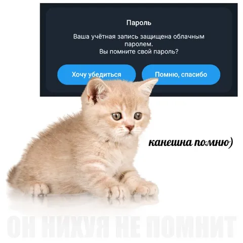 Кот, который всё помнит