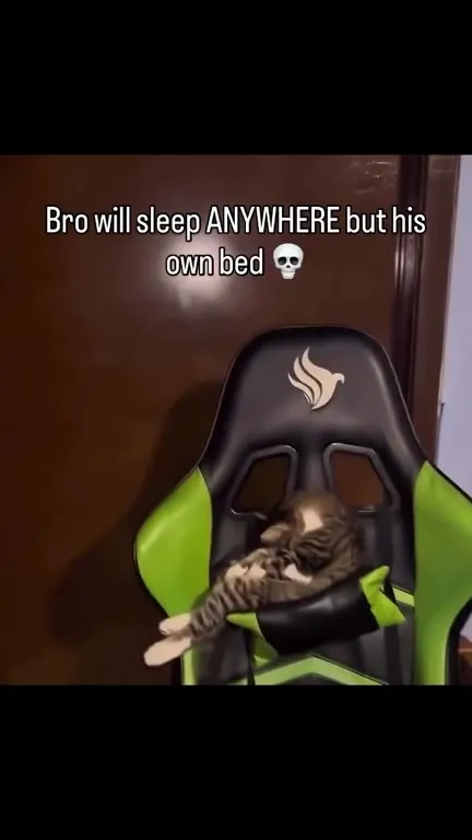 Cat Sleeps Everywhere but Its Bed