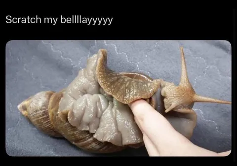 Scratch My Snail Belly