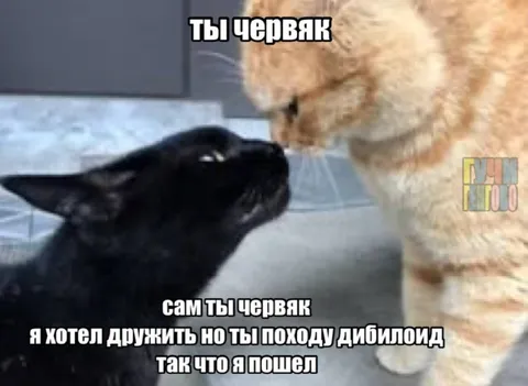 Коты ругаются из-за червяка