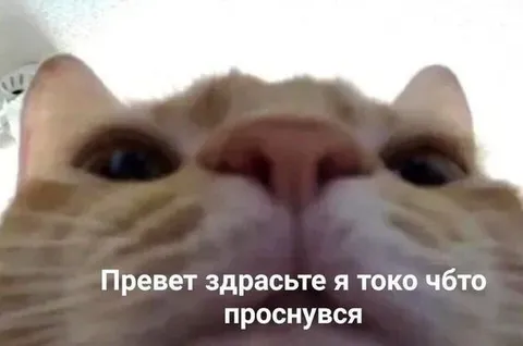 Кот только что проснулся