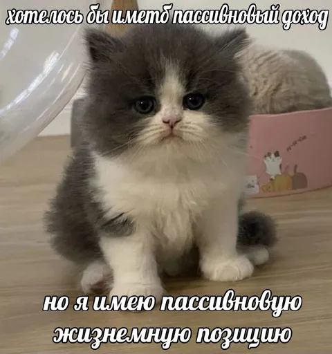 Кот с пассивной жизненной позицией