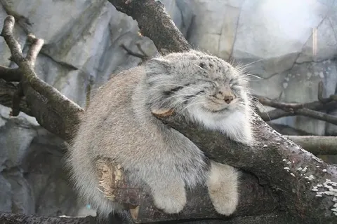 Уставший манул на ветке
