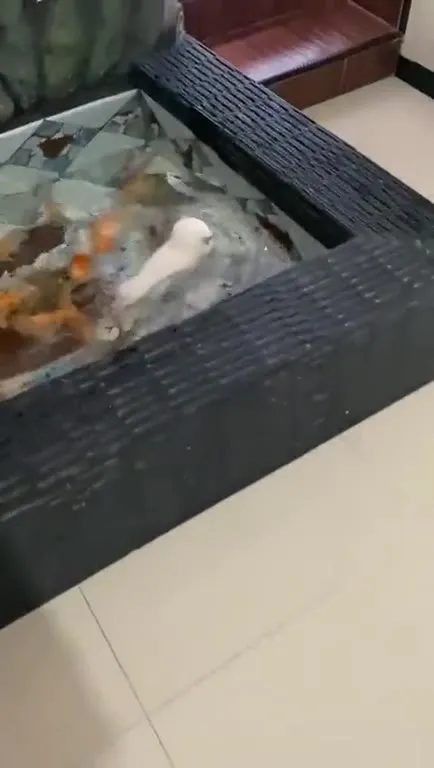 Котёнок сбегает из аквариума