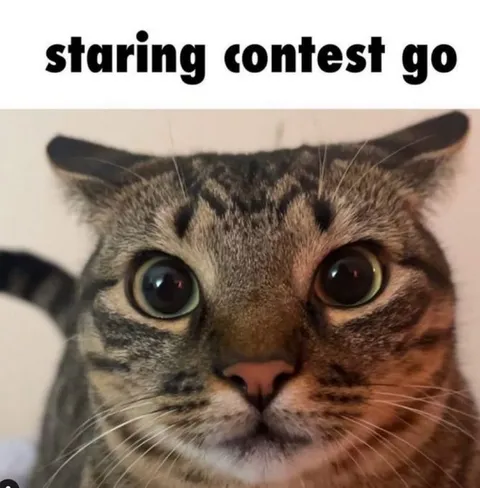 Cat Staring Contest