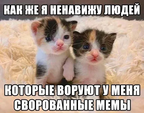 Котята воруют мемы