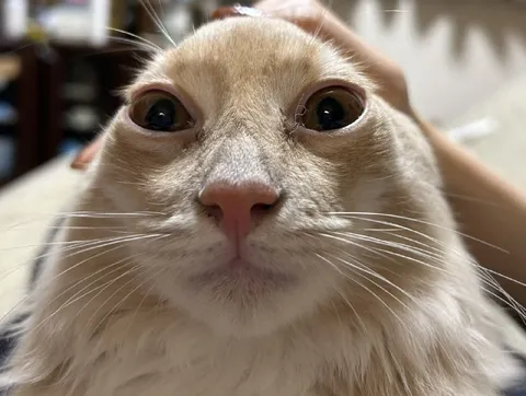Кот смотрит в душу