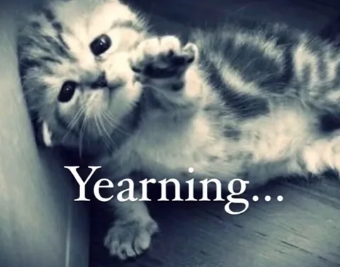 Yearning Kitten