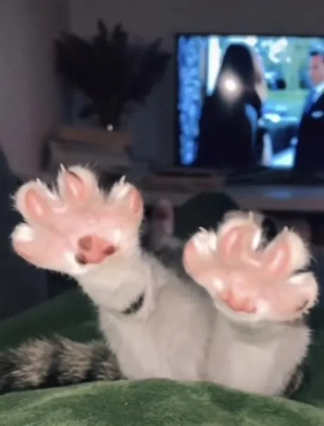 Кот показывает мягкие лапки