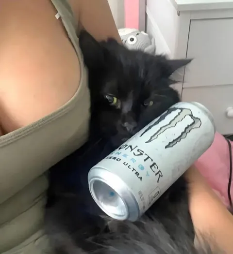 Black Cat Guards the Monster