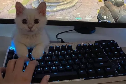 Котик играет в компьютер