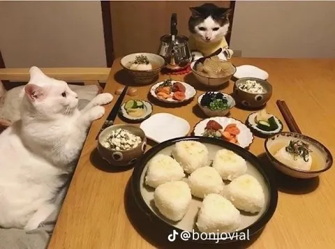 Коты за японским ужином