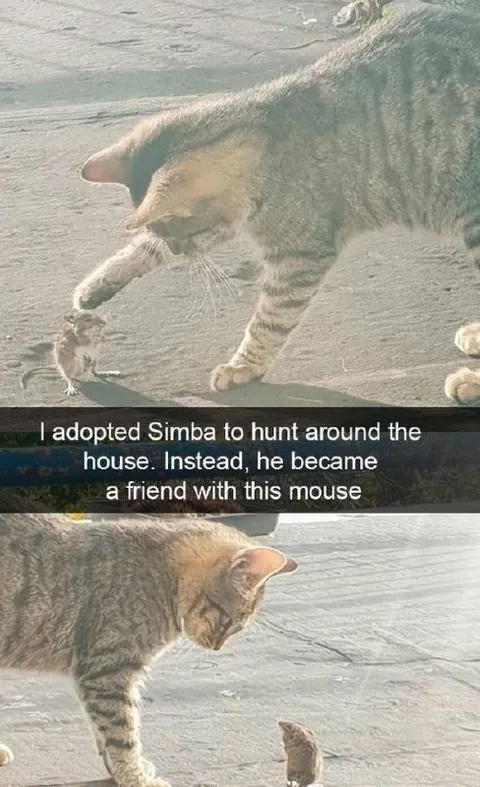 Cat Befriends the Mouse