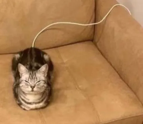 Кот на зарядке