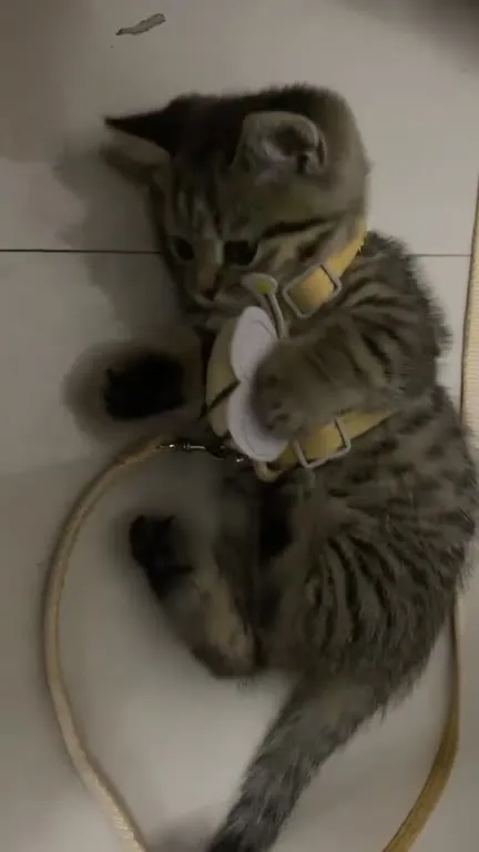 Котёнок с неисправной коробкой передач